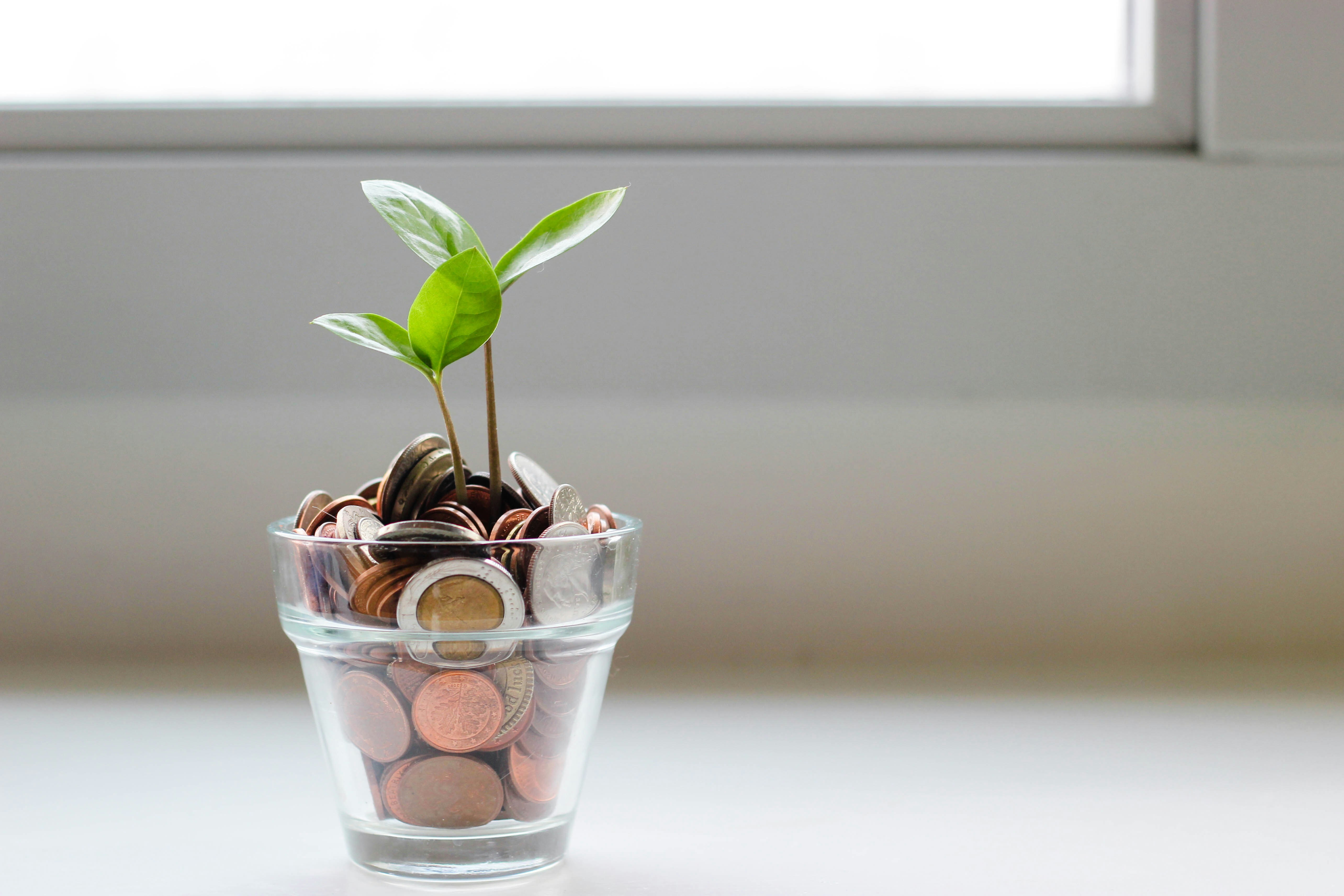 Coins in a jar with a seedling sprouting. Symbolizing financial stability